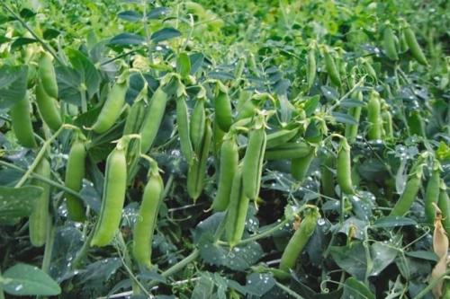 10 сумасшедших фактов о бананах. Интересные факты. 12 удивительных фактов о банана. 2021, 16:00  /  18 10 сумасшедших фактов о бананах. Интересные факты. 12 удивительных фактов о банана. 2021, 16:00  /  18