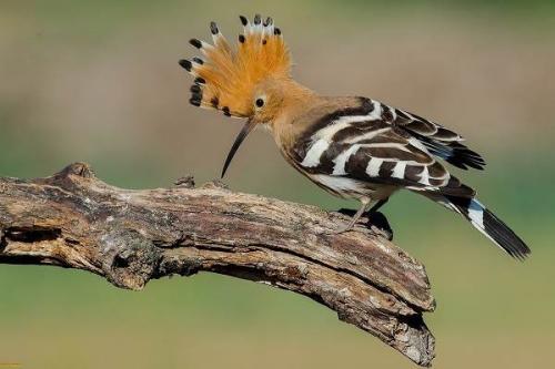 Красная птица с длинным клювом. Тропические ПТИЦЫ. Описание, названия, виды и фото тропических птиц