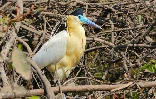 Красная птица с длинным клювом. Тропические ПТИЦЫ. Описание, названия, виды и фото тропических птиц
