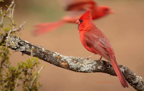 Красная птица с хохолком. Описание и особенности