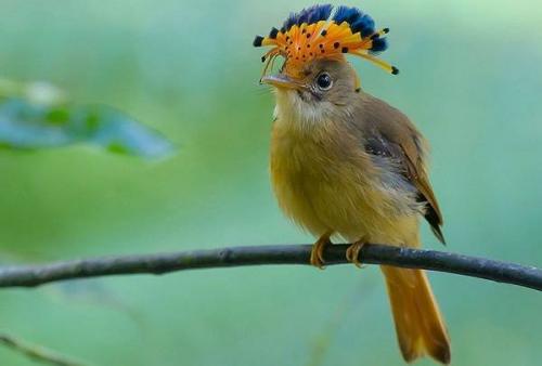 Красная птица с длинным клювом. Тропические ПТИЦЫ. Описание, названия, виды и фото тропических птиц