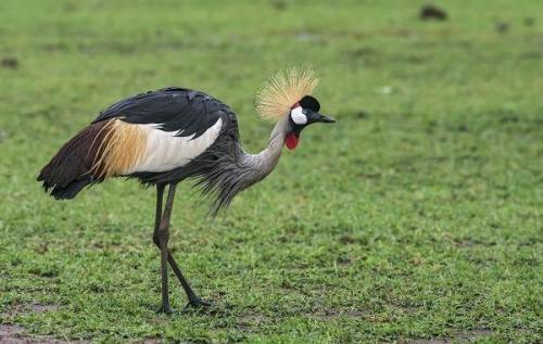 Красная птица с длинным клювом. Тропические ПТИЦЫ. Описание, названия, виды и фото тропических птиц