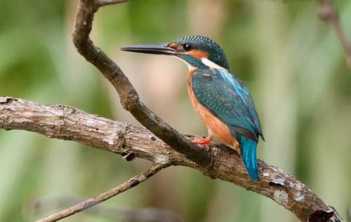 Красная птица с длинным клювом. Тропические ПТИЦЫ. Описание, названия, виды и фото тропических птиц