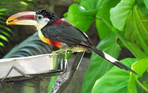 Красная птица с длинным клювом. Тропические ПТИЦЫ. Описание, названия, виды и фото тропических птиц