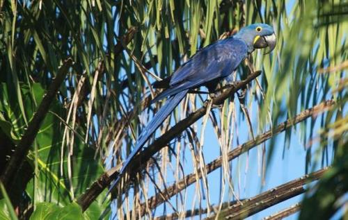 Красная птица с длинным клювом. Тропические ПТИЦЫ. Описание, названия, виды и фото тропических птиц