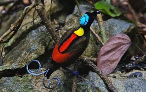 Красная птица с длинным клювом. Тропические ПТИЦЫ. Описание, названия, виды и фото тропических птиц