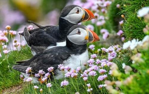 Красная птица с длинным клювом. Тропические ПТИЦЫ. Описание, названия, виды и фото тропических птиц