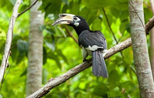 Красная птица с длинным клювом. Тропические ПТИЦЫ. Описание, названия, виды и фото тропических птиц