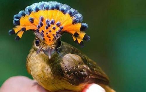 Красная птица с длинным клювом. Тропические ПТИЦЫ. Описание, названия, виды и фото тропических птиц