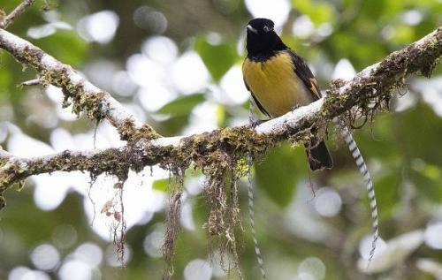 Красная птица с длинным клювом. Тропические ПТИЦЫ. Описание, названия, виды и фото тропических птиц
