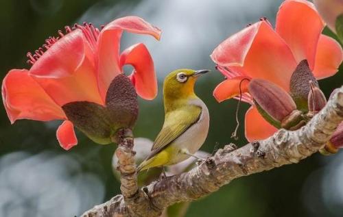 Красная птица с длинным клювом. Тропические ПТИЦЫ. Описание, названия, виды и фото тропических птиц