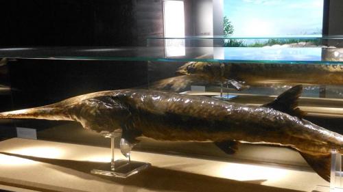 Самая большая вымершая рыба. Крупнейшую пресноводную рыбу на Земле признали вымершей