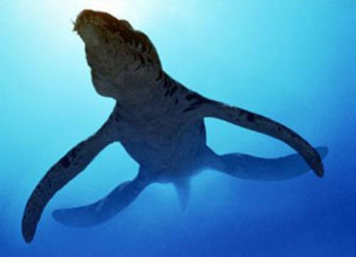 Морской динозавр название. Морские динозавры — Потрясающее зрелище