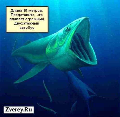 Рыба динозавр название. Ихтиозавры 04