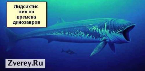 Рыба динозавр название. Ихтиозавры 03