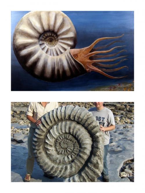 Доисторические рыбы в наше время. Вымершие обитатели океана,о которых вы не знали.