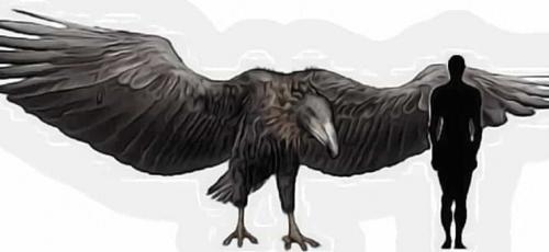 Самая большая птица в истории. Самая большая птица всех времен