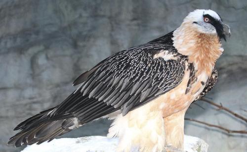 Самая хищная птица. 