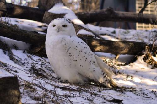 Самая хищная птица. 34