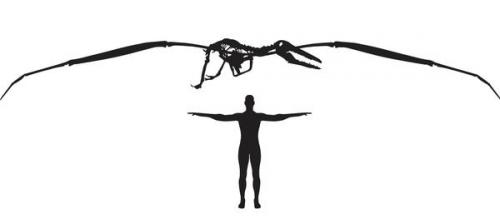 Самая большая птица летающая. Самые большие летающие птицы нашей планеты