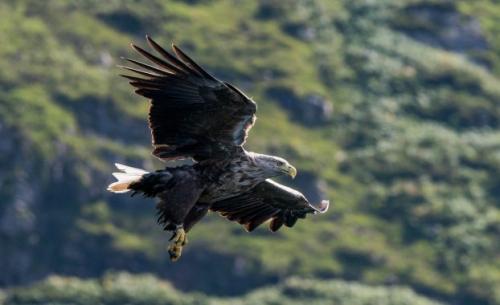 Самая хищная птица. 31