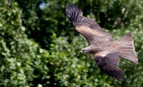 Самая хищная птица. 30