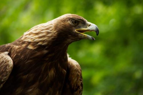 Самая хищная птица. 33