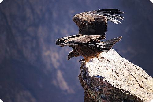 Андский кондор