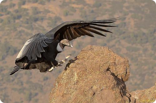 Андский кондор