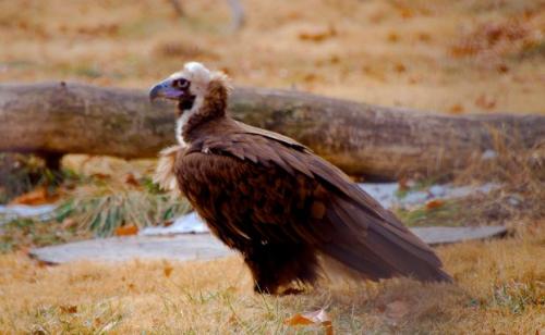 Самая хищная птица. 32