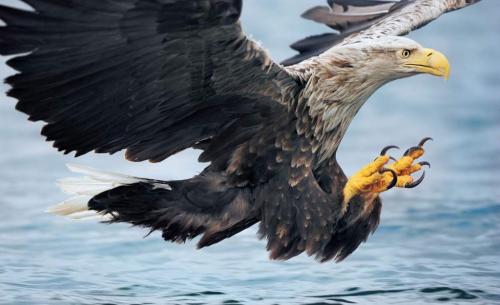 Самая хищная птица. 28