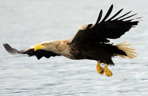 Самая хищная птица. 29