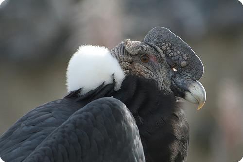Андский кондор