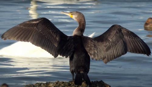 Птицы евпатории. Какие птицы обитают на Лебяжьих островах в Крыму