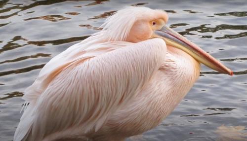 Птицы евпатории. Какие птицы обитают на Лебяжьих островах в Крыму