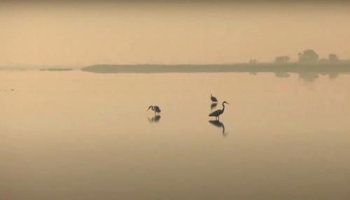 Птицы евпатории. Какие птицы обитают на Лебяжьих островах в Крыму