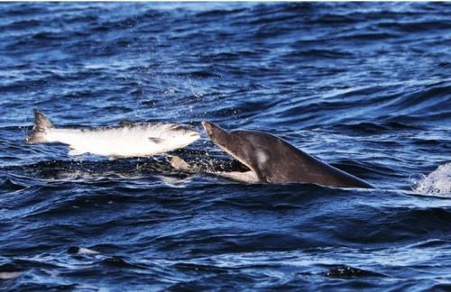 Какие способности у дельфинов, которые заставляют их выделяться среди других морских животных