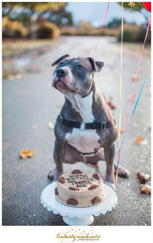 Как подарить собаку на день рождения. У Пёсы день рожденья: как поздравить