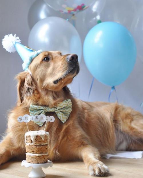 Как подарить собаку на день рождения. У Пёсы день рожденья: как поздравить