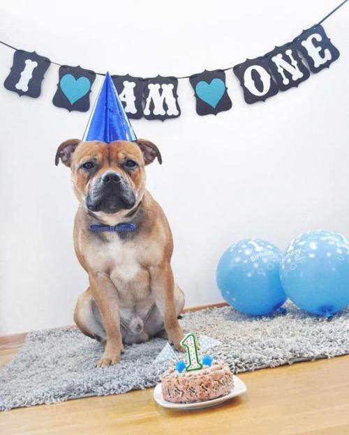 Как подарить собаку на день рождения. У Пёсы день рожденья: как поздравить