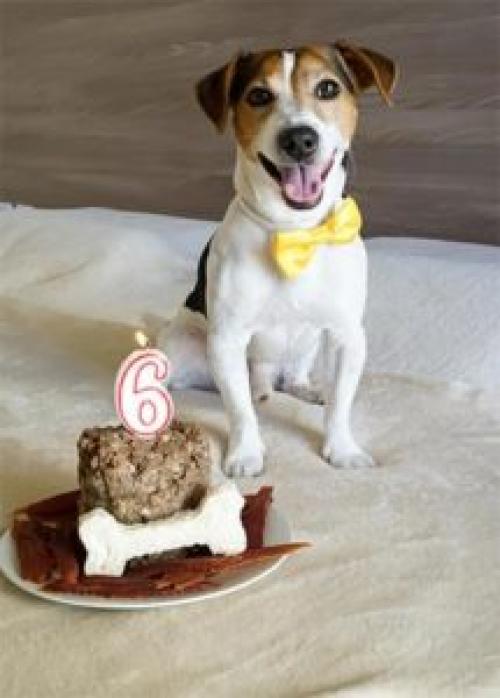 Торт для собаки. Состав торта