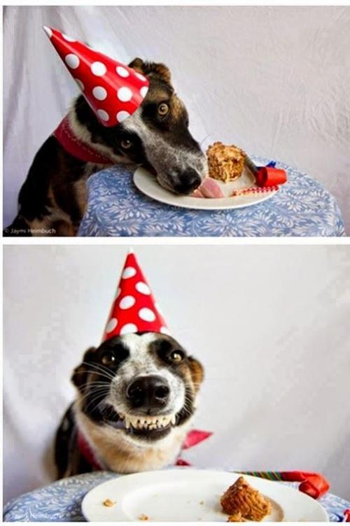 Как подарить собаку на день рождения. У Пёсы день рожденья: как поздравить