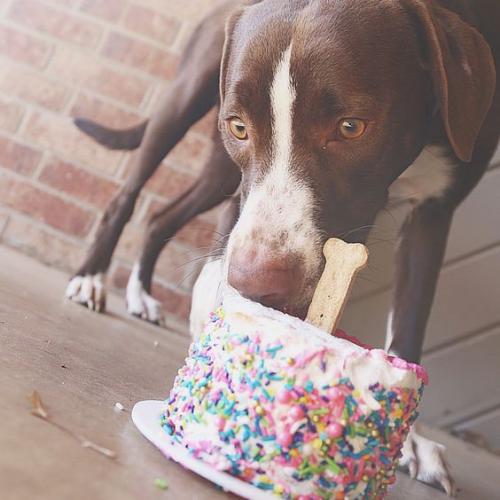 Как подарить собаку на день рождения. У Пёсы день рожденья: как поздравить