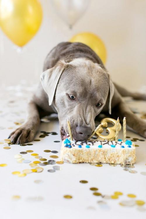 Как подарить собаку на день рождения. У Пёсы день рожденья: как поздравить