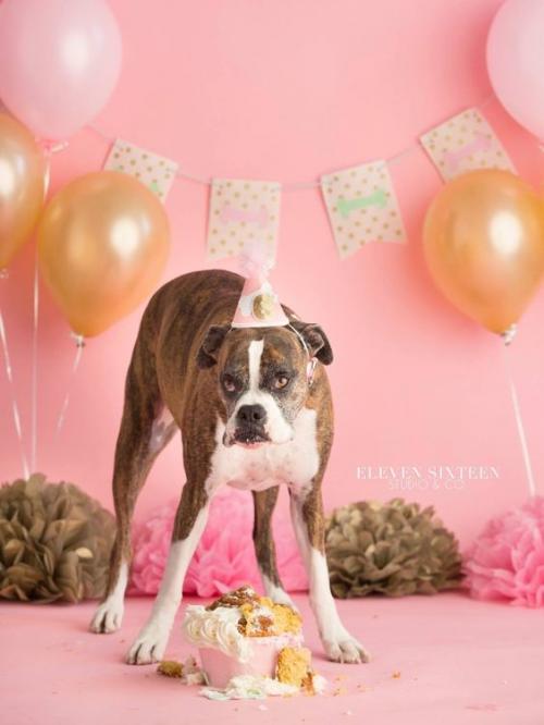 Как подарить собаку на день рождения. У Пёсы день рожденья: как поздравить