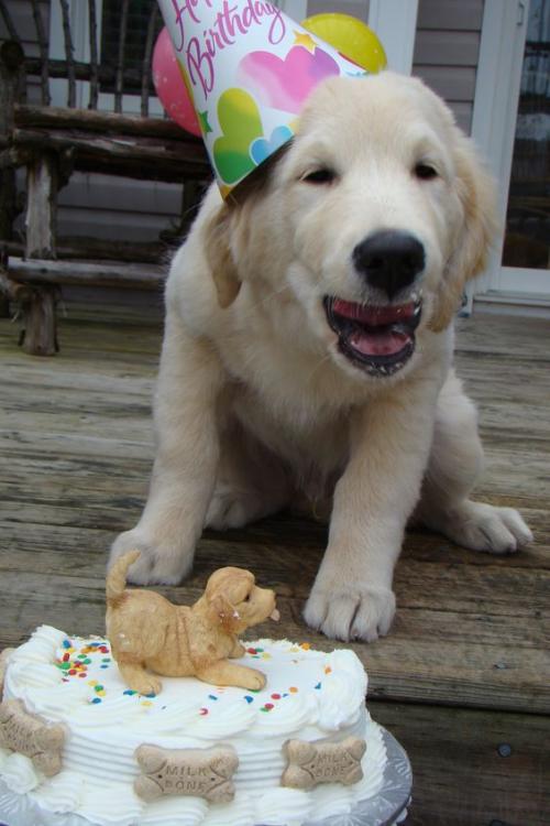 Как подарить собаку на день рождения. У Пёсы день рожденья: как поздравить