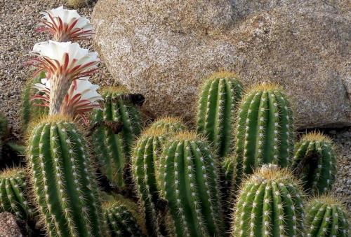 Цереусовые, кактусы. Кактус цереус: популярные виды растения и уход за ними дома