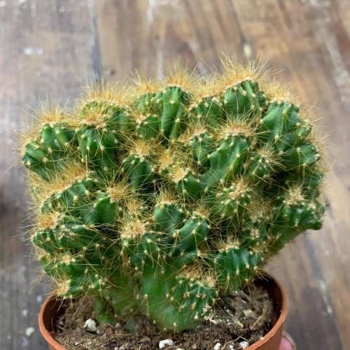 Цереусовые, кактусы. Кактус цереус: популярные виды растения и уход за ними дома