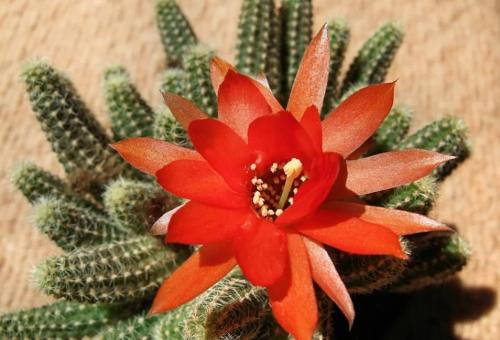 Цереусовые, кактусы. Кактус цереус: популярные виды растения и уход за ними дома