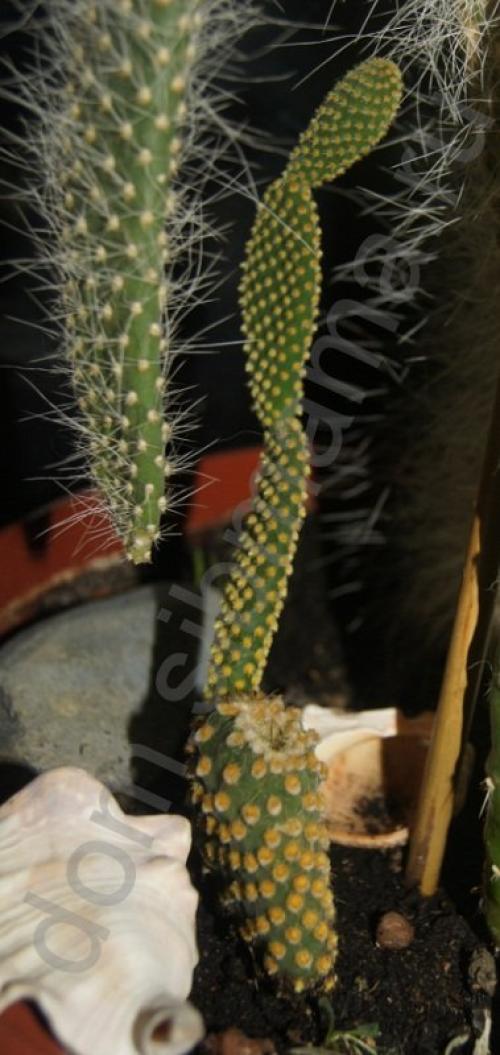 Факты про кактусы. 10 необычных фактов о, кактусах 07